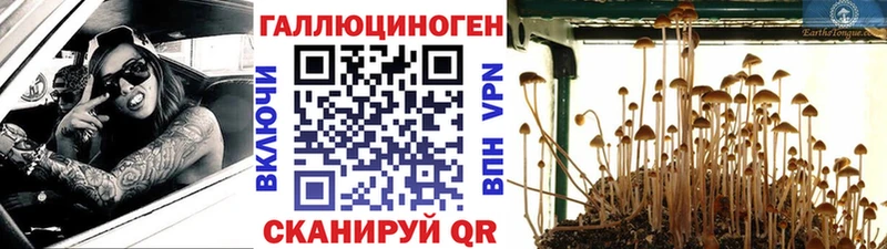 цена   Пласт  Псилоцибиновые грибы Magic Shrooms 